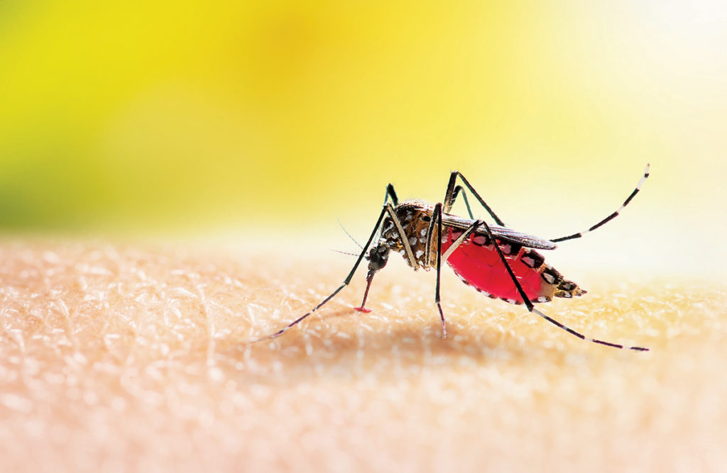 A red and black mosquito sits on someone's skin.