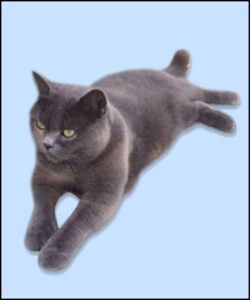 Dark grey cat on blue background.